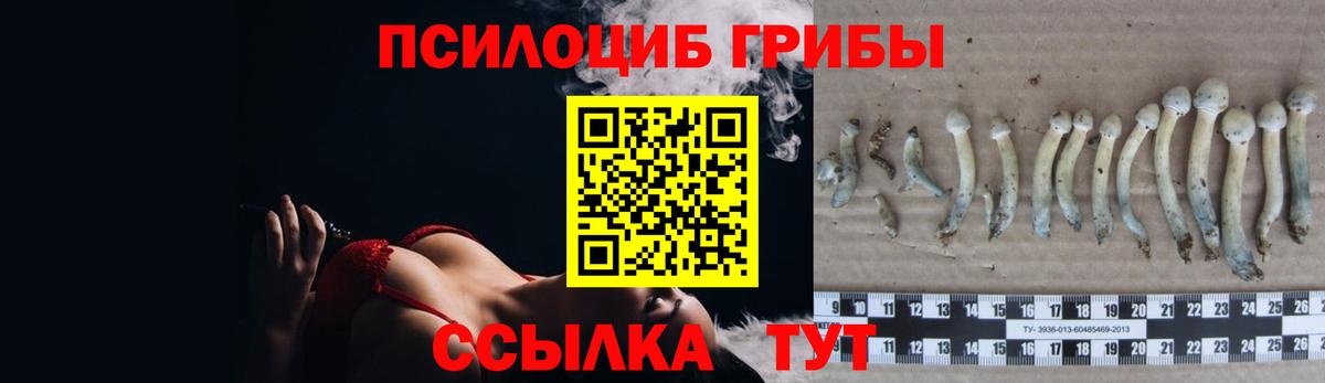 Электрогорск  Псилоцибиновые грибы Psilocybine cubensis  наркошоп  Вход с VPN 